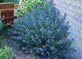 Caryopteris clandonensis